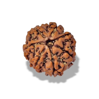 Rudraksha - Rudraksza 7 twarzy (mukhi)